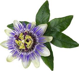PassionFlower